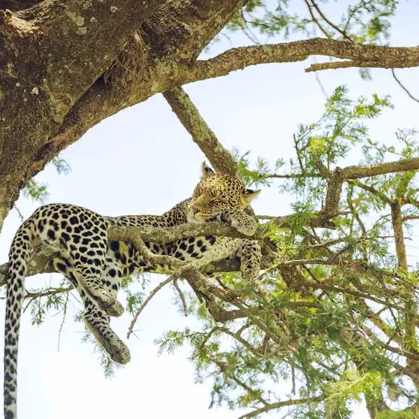 tanzania81