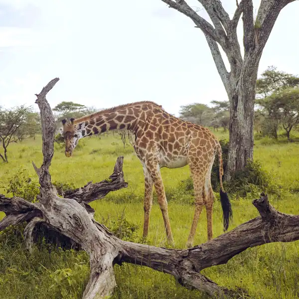 tanzania84